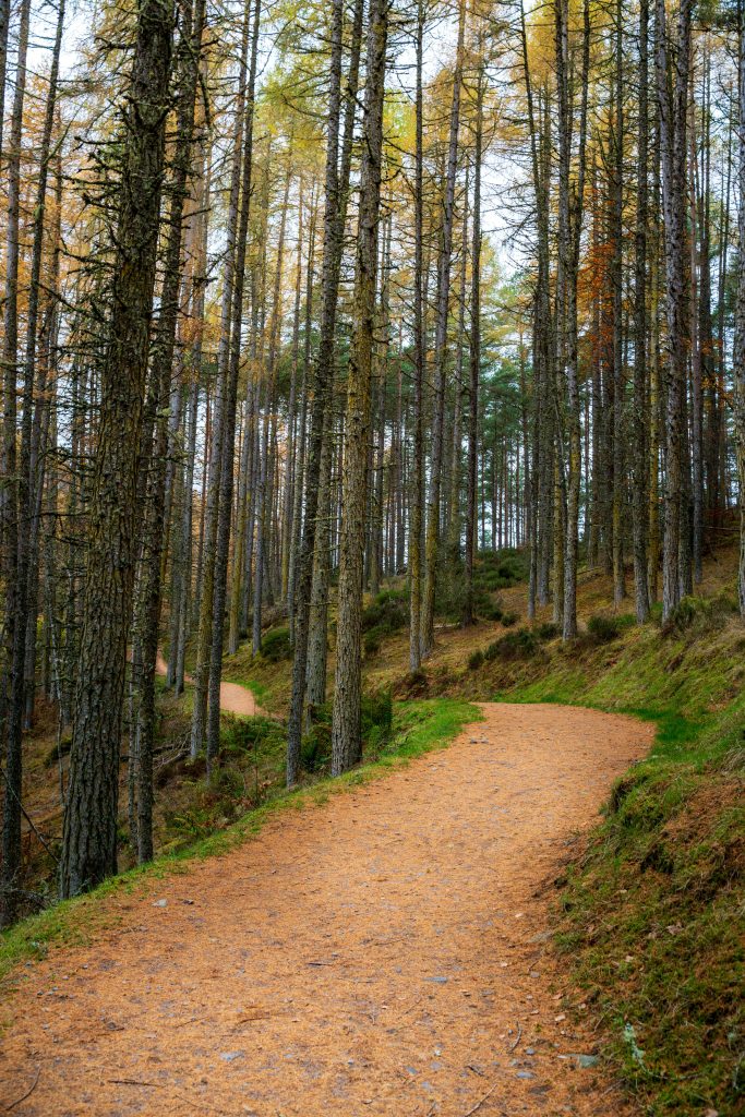 Peaceful forest pathway surrounded by tall trees in autumn, creating a serene escape.